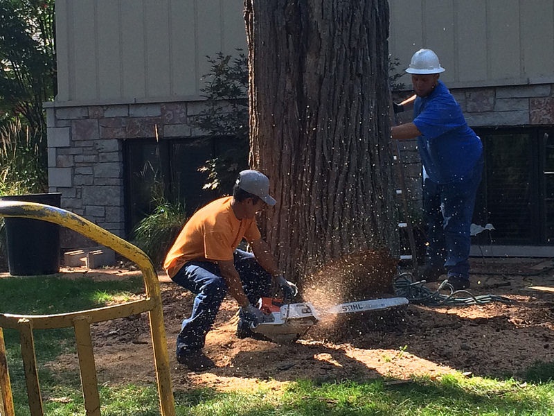 The Requirement For Effective Tree Removal Services   