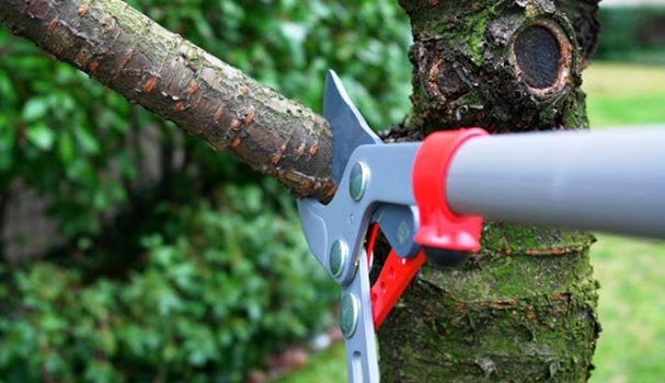 Most Important Issues to Mind When Choosing Local Tree Services