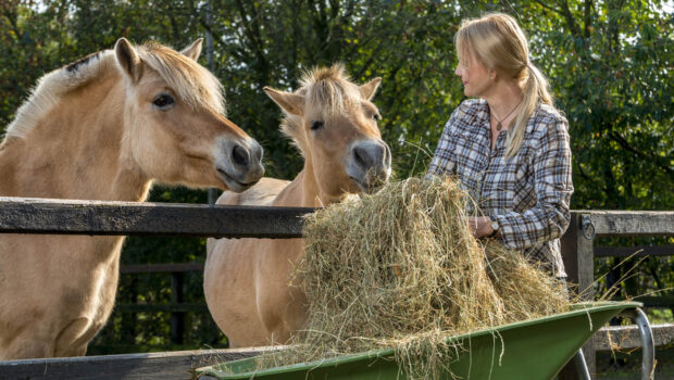 A Guide to Choosing the Best Hay Feeders for Your Livestock