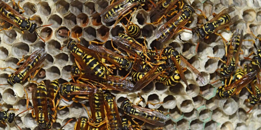 Four Reasons to Hire Wasp Removal Service to Get Rid of Was Nests