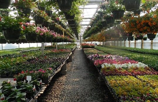 Are Plant Nurseries Really Important in Today’s Era?