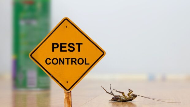 Top 5 pest control issues in the UK