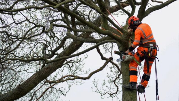 Which is the Most Reliable Tree Service in Ashland Oregon?