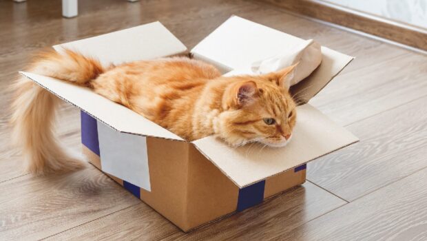 Guide to Moving with Pets: Tips for a Smooth Transition