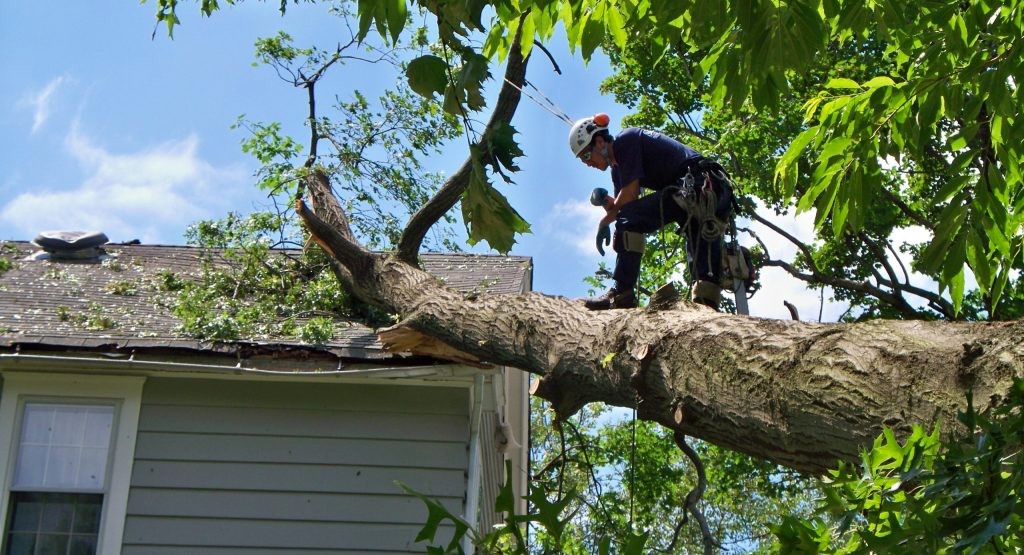 When should I call for Emergency Tree Cutting Services?