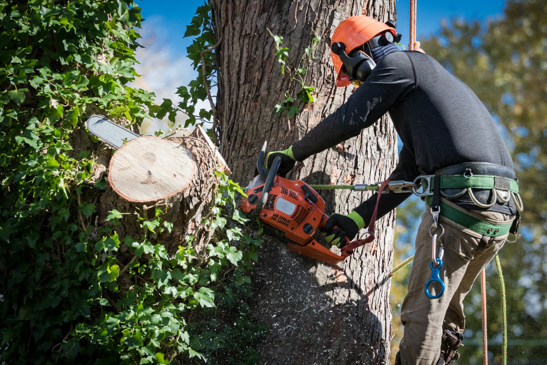 Why Professional Tree Pruning Is Essential for Healthy Backyards