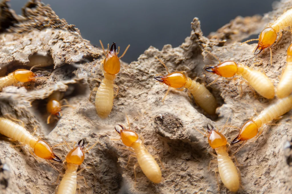 Top 5 Signs You Have a Termite Infestation (And What to Do About It)